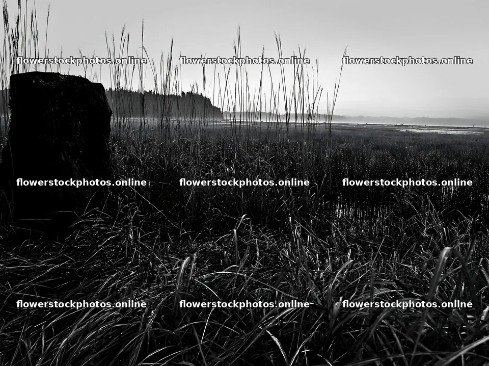 Fukushima native meadow with weathered stump – flower stock photos 9174x6866