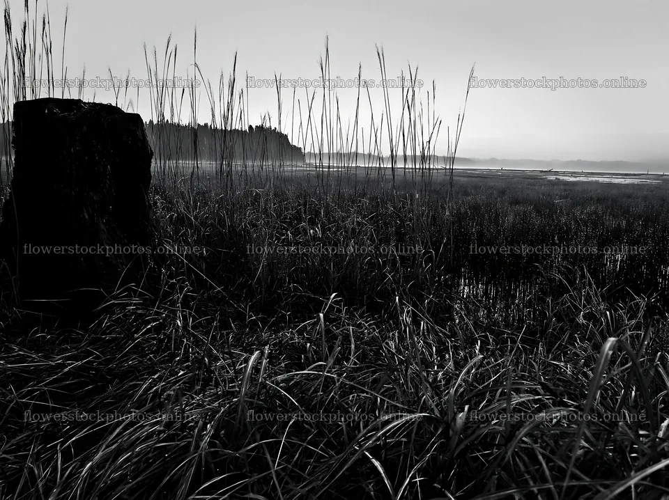 Fukushima native meadow with weathered stump – flower stock photos 9174x6866