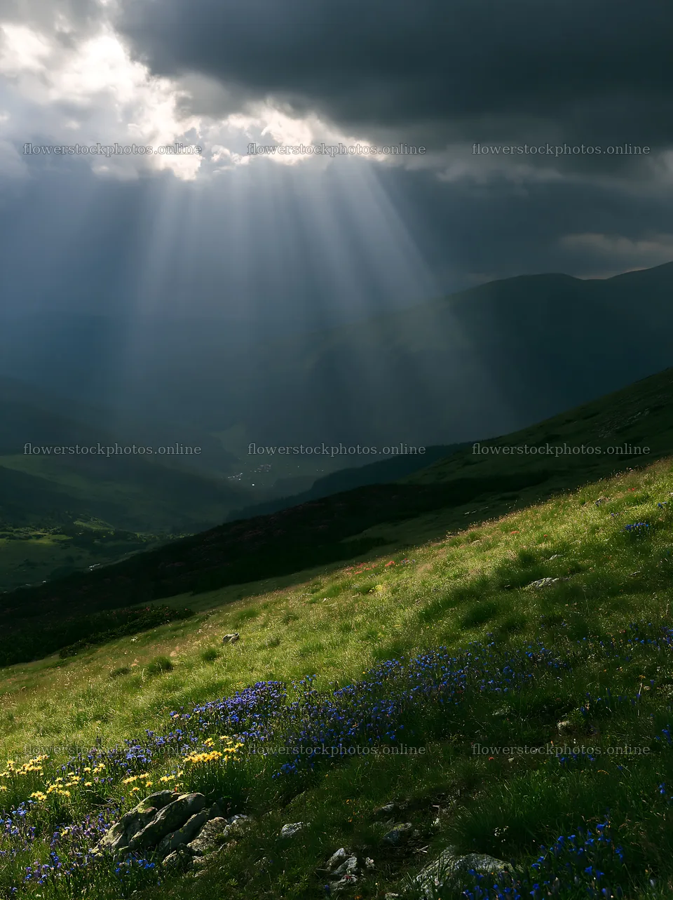 Light rays shine over Bucegi Mountains meadow – flower stock photos 6866x9174