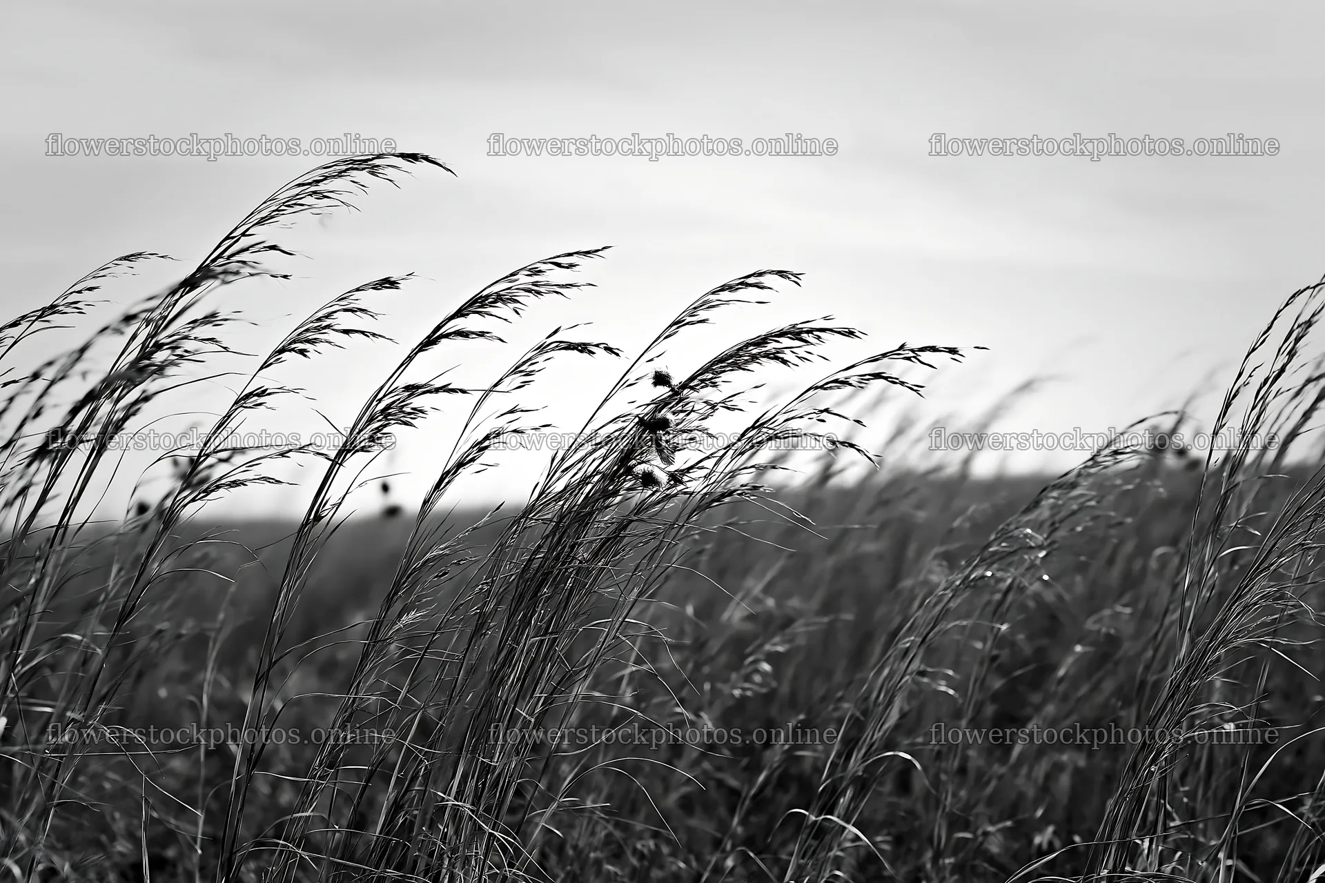 Seedheads in a meadow with wind movement – flower stock photos 9722x6480