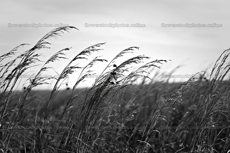 Seedheads in a meadow with wind movement – flower stock photos 9722x6480