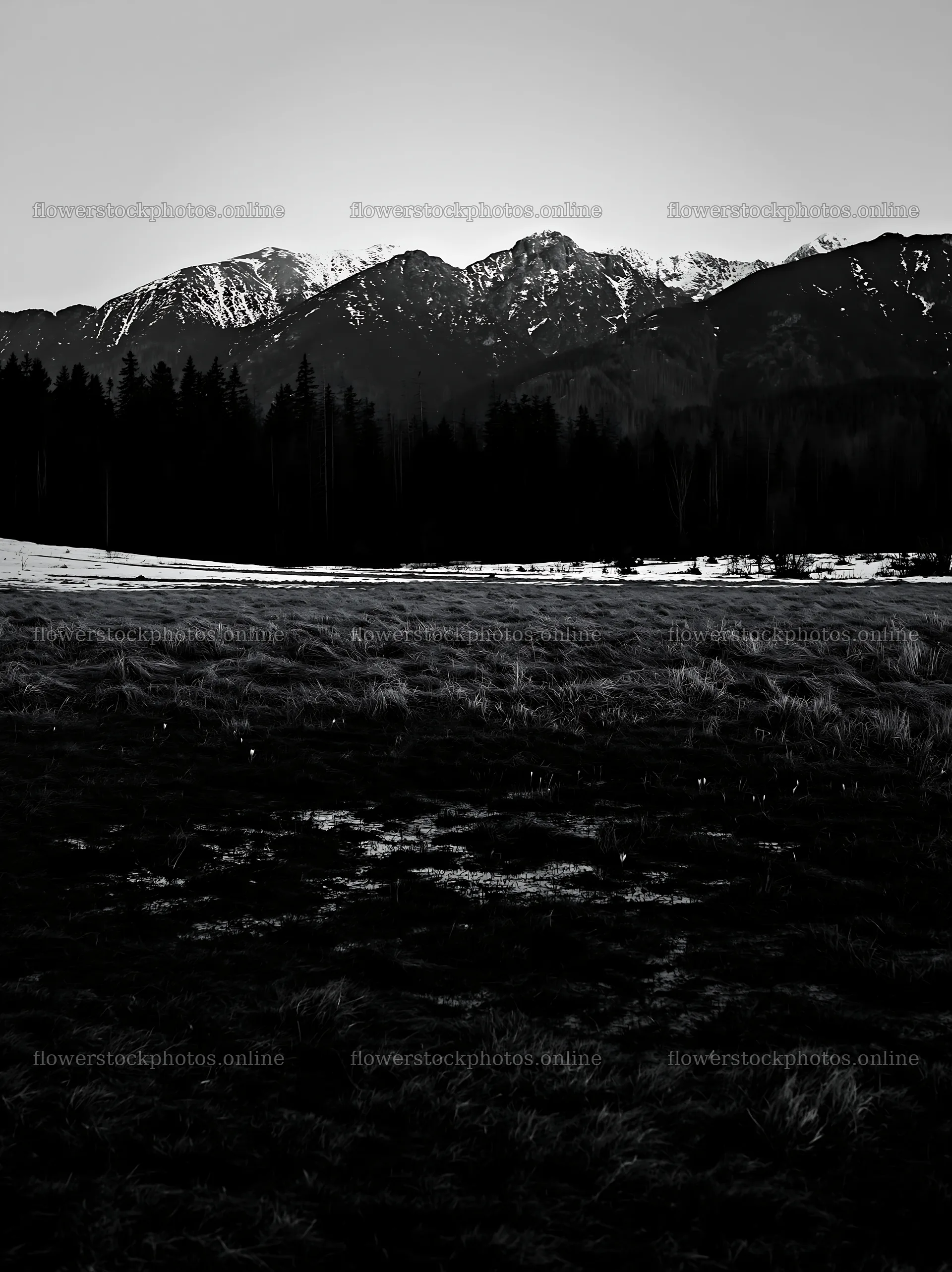 Spring snowmelt in Tatra mountains meadow – flower stock photos 6866x9174