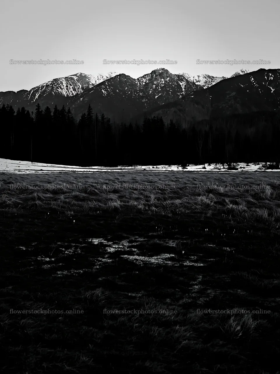Spring snowmelt in Tatra mountains meadow – flower stock photos 6866x9174