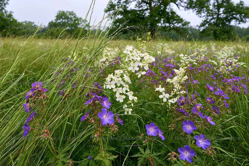 Tall grass meadow with wildflowers in natural setting – flower stock photos 9722x6480