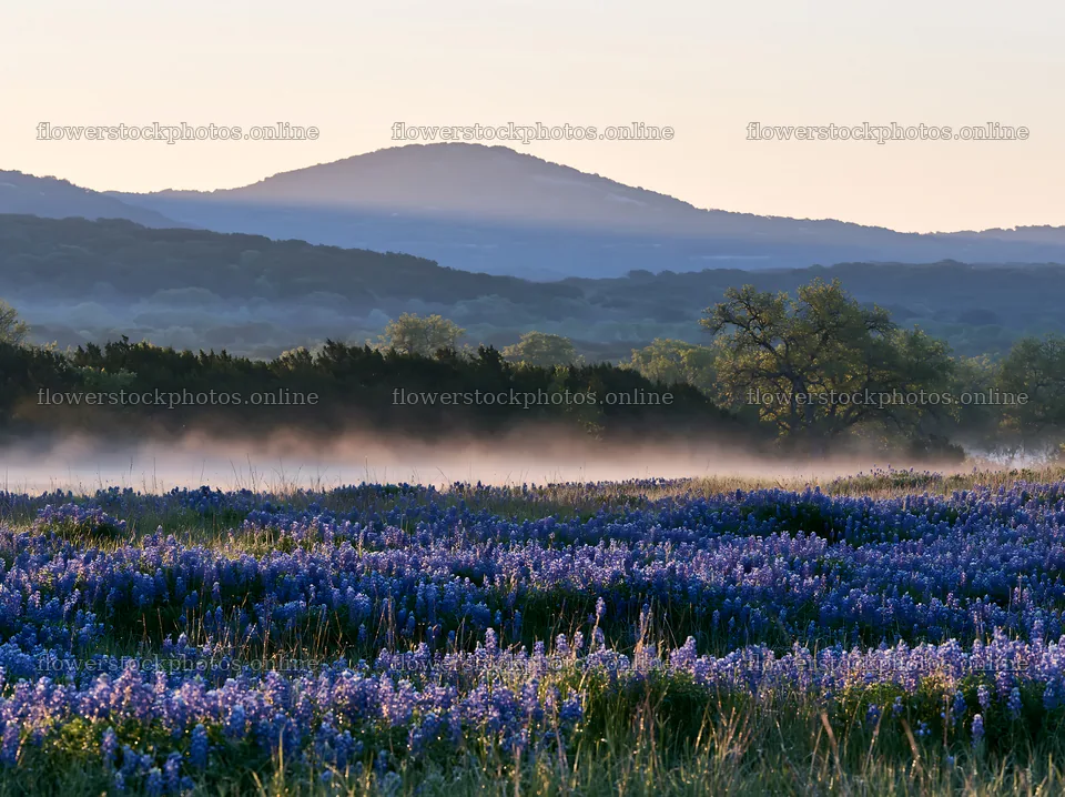 Bluebonnet meadow sunrise with rolling hills in the background – flower stock photos 9174x6866