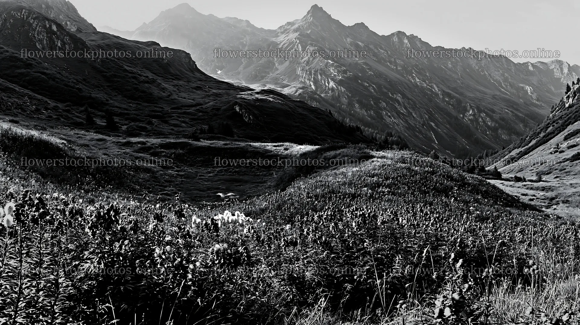 Swiss alpine meadow in black and white panorama – flower stock photos 10608x5938