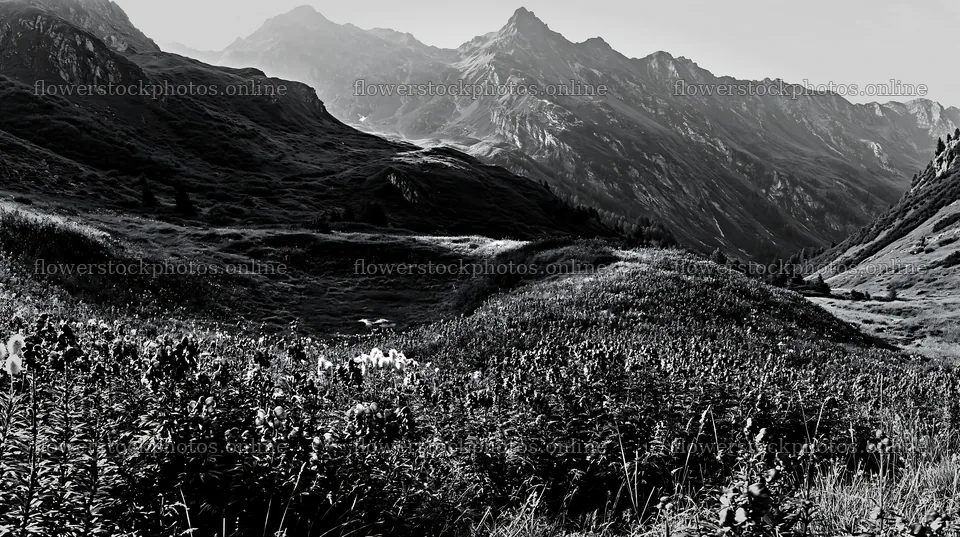 Swiss alpine meadow in black and white panorama – flower stock photos 10608x5938