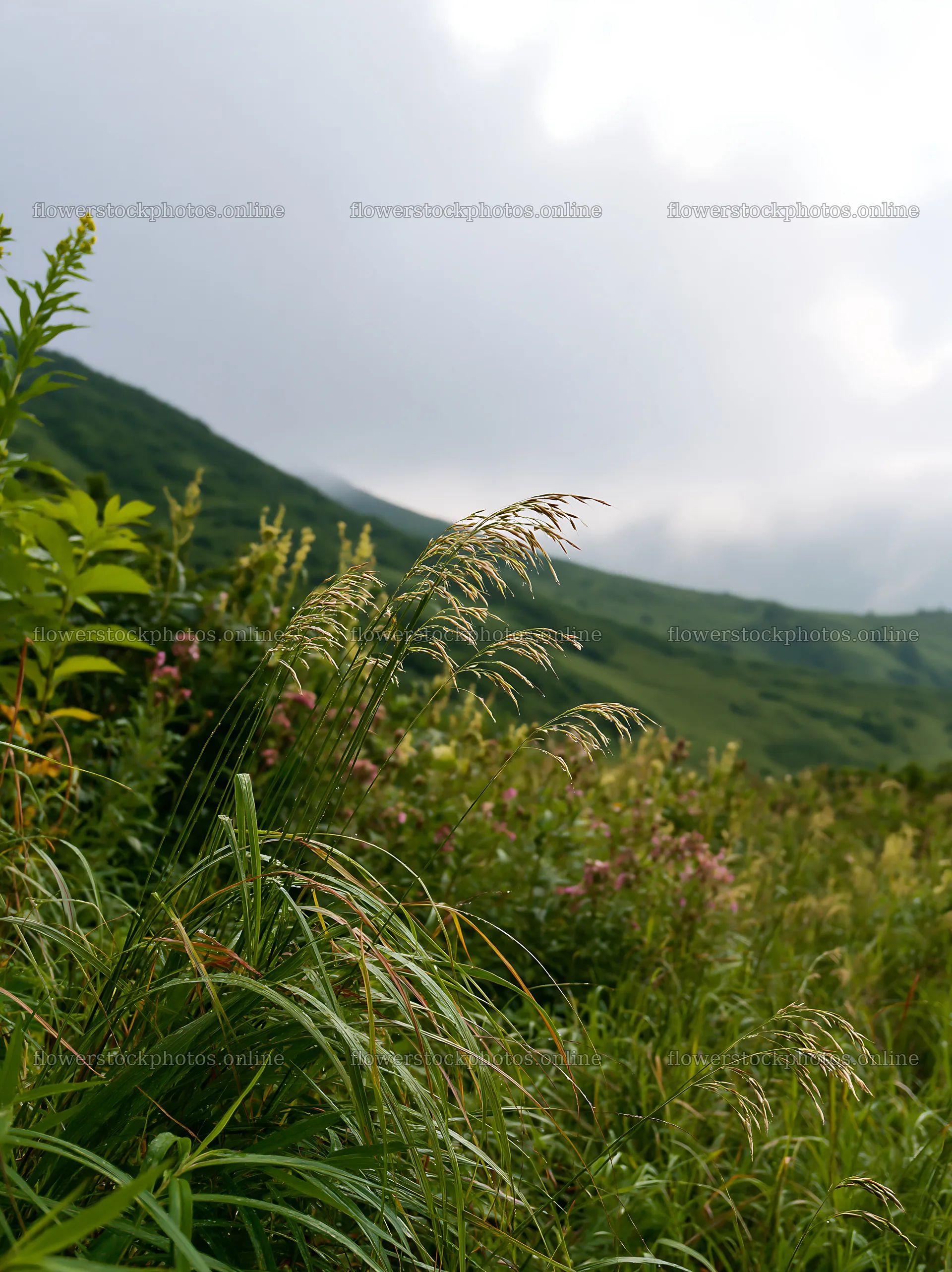 Meadow seedheads in Iwate after rain – flower stock photos 6866x9174