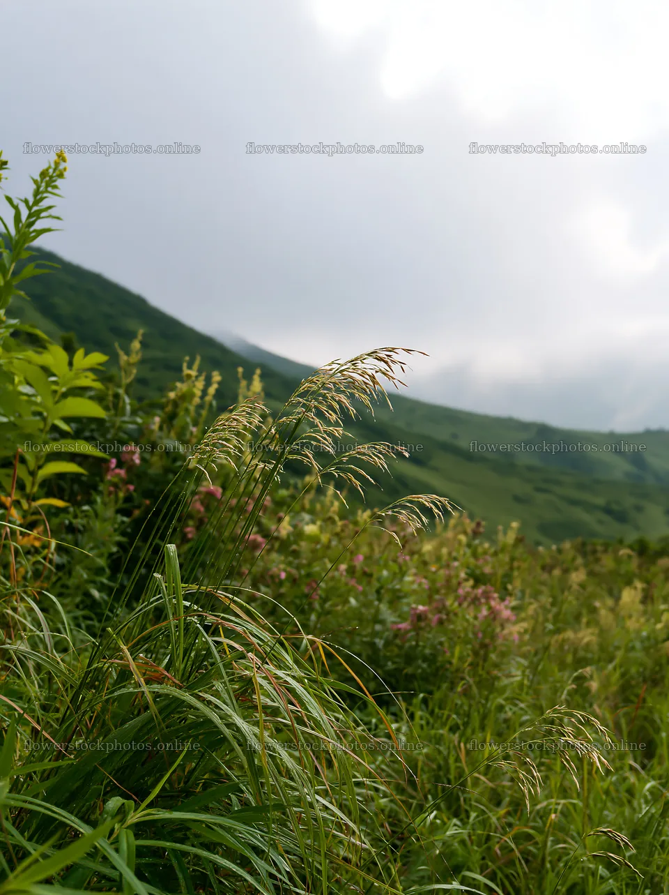 Meadow seedheads in Iwate after rain – flower stock photos 6866x9174