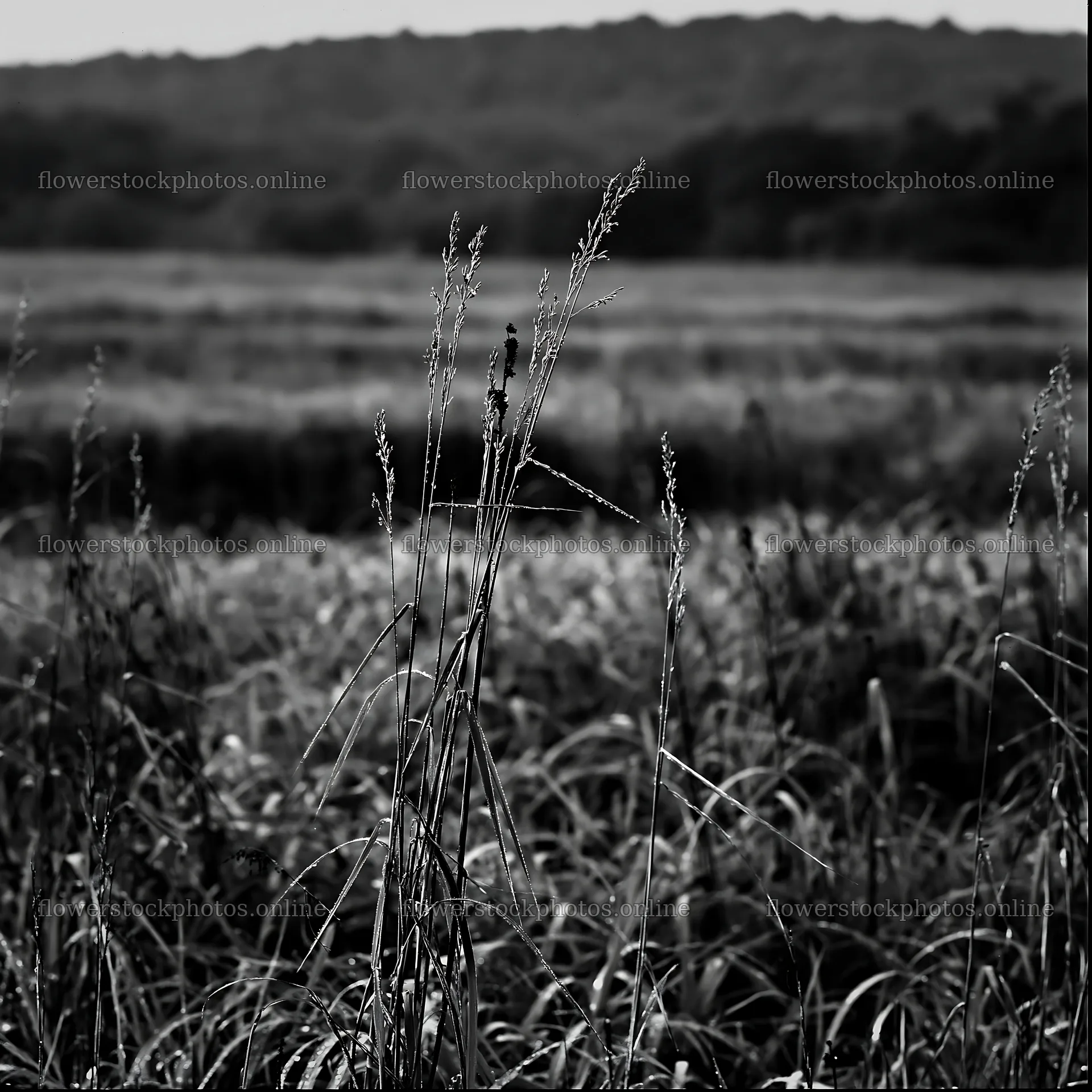 Iwate rain refreshed meadow seedhead foreground – flower stock photos 7938x7938