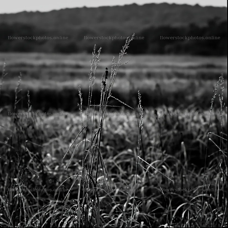Iwate rain refreshed meadow seedhead foreground – flower stock photos 7938x7938