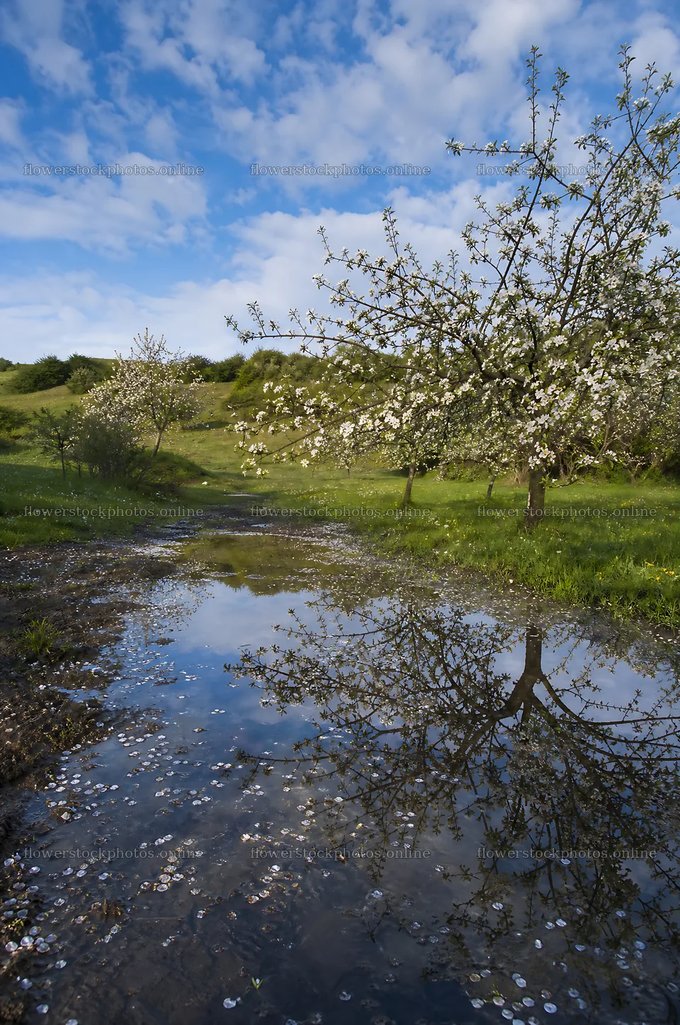 Apple blossom meadow with trees and reflections in the water – flower stock photos 6468x9740