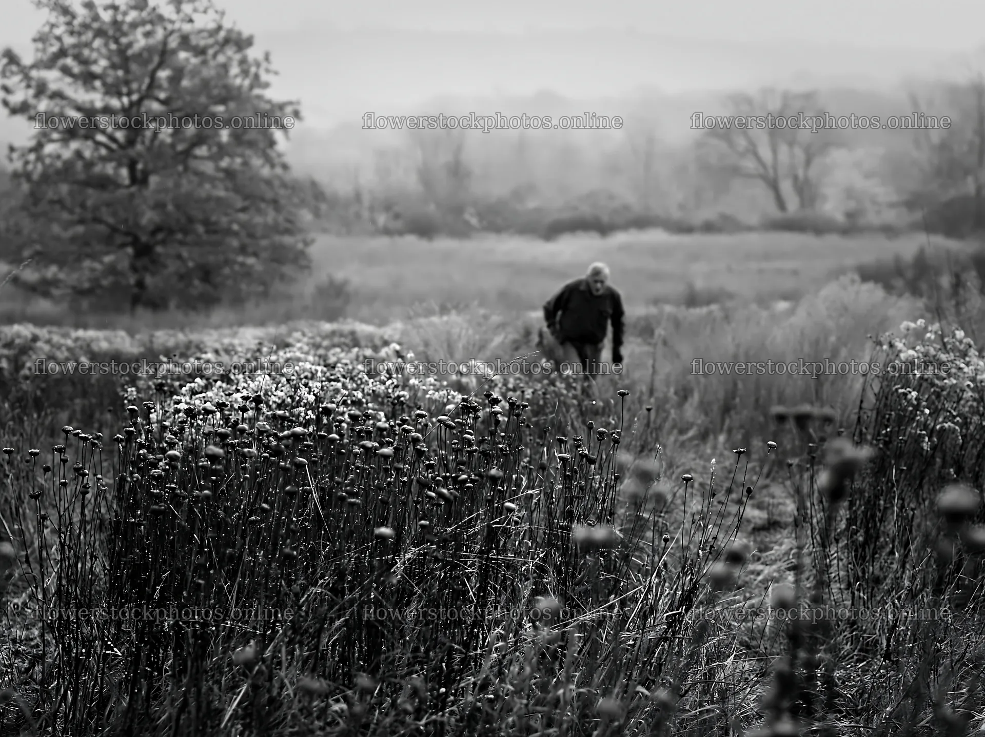 Person walking through a meadow with wildflowers in black and white – flower stock photos 9174x6866