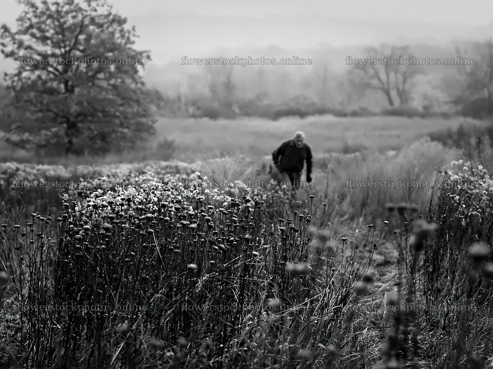 Person walking through a meadow with wildflowers in black and white – flower stock photos 9174x6866