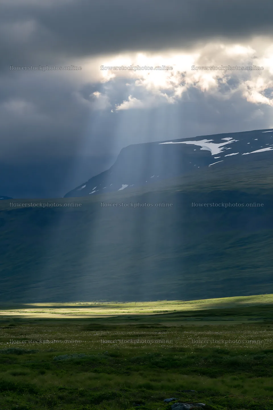 Mountain meadow with sunrays shining through clouds – flower stock photos 6480x9722