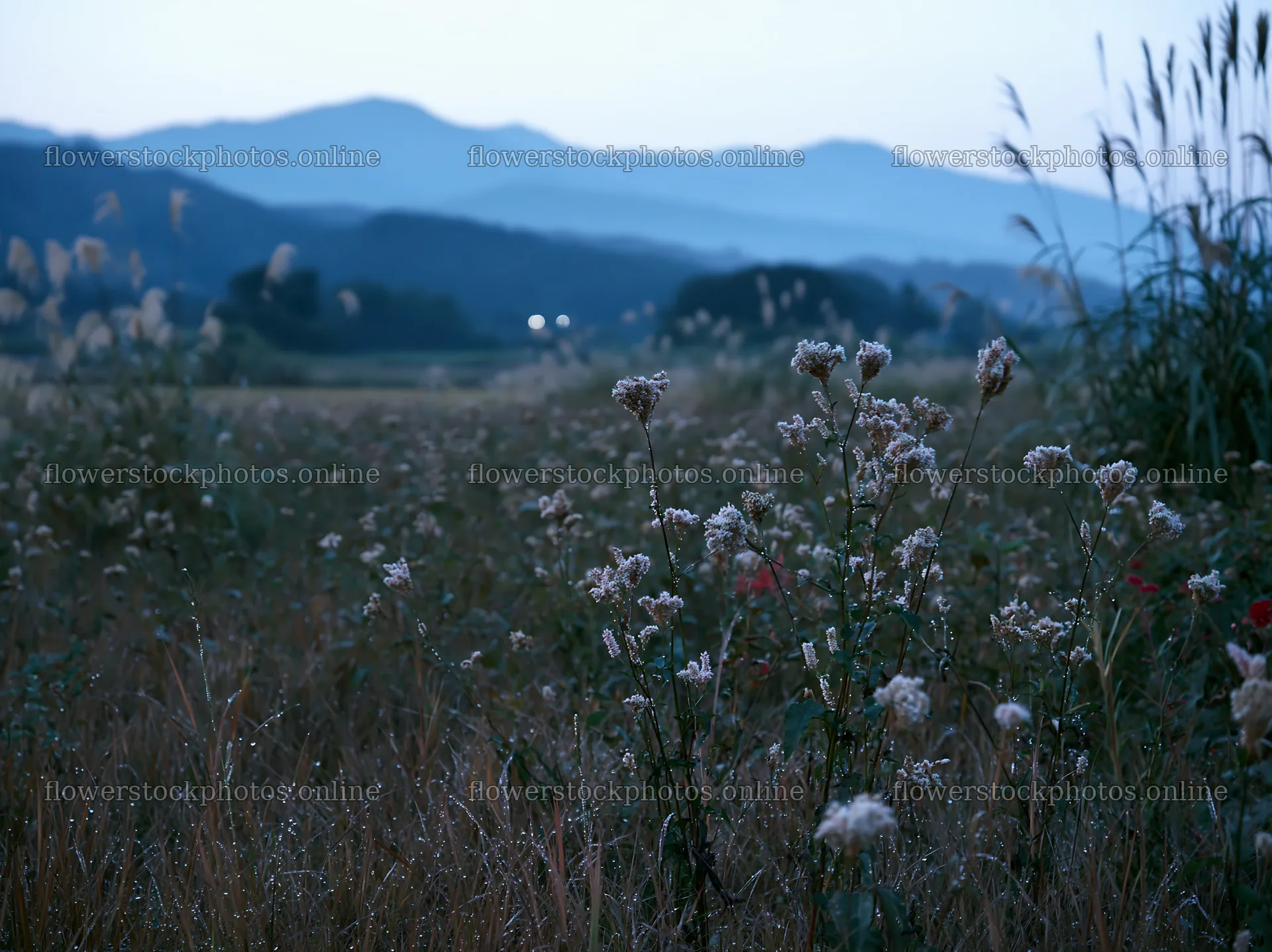 Niigata floodplain restoration meadow dew foreground – flower stock photos 9174x6866