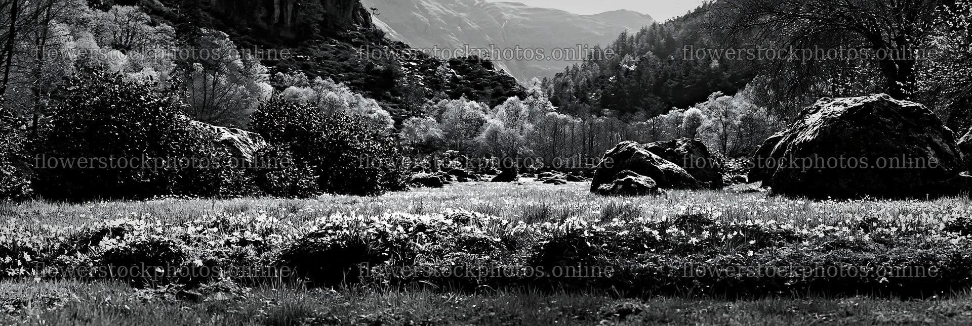 Black and white landscape of a climate-resilient meadow – flower stock photos 13690x4602