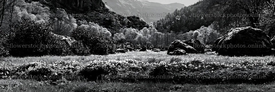 Black and white landscape of a climate-resilient meadow – flower stock photos 13690x4602