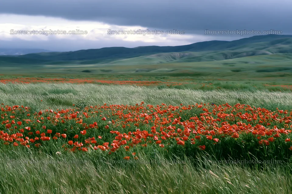 Cloudy foothill meadow with flowers and hills in the background – flower stock photos 9722x6480