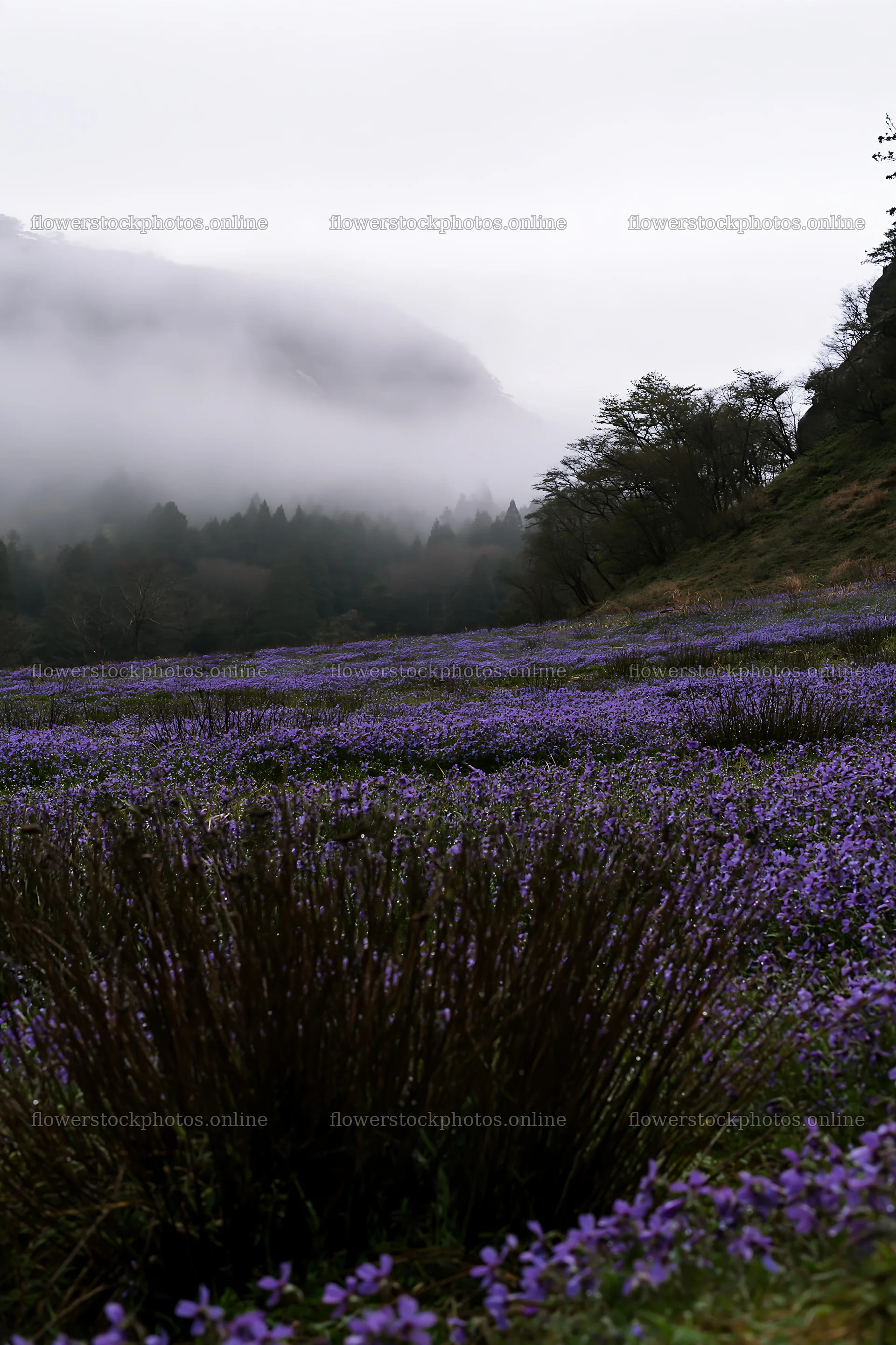 Shizuoka meadow with flowers after seasonal rain – flower stock photos 6480x9722