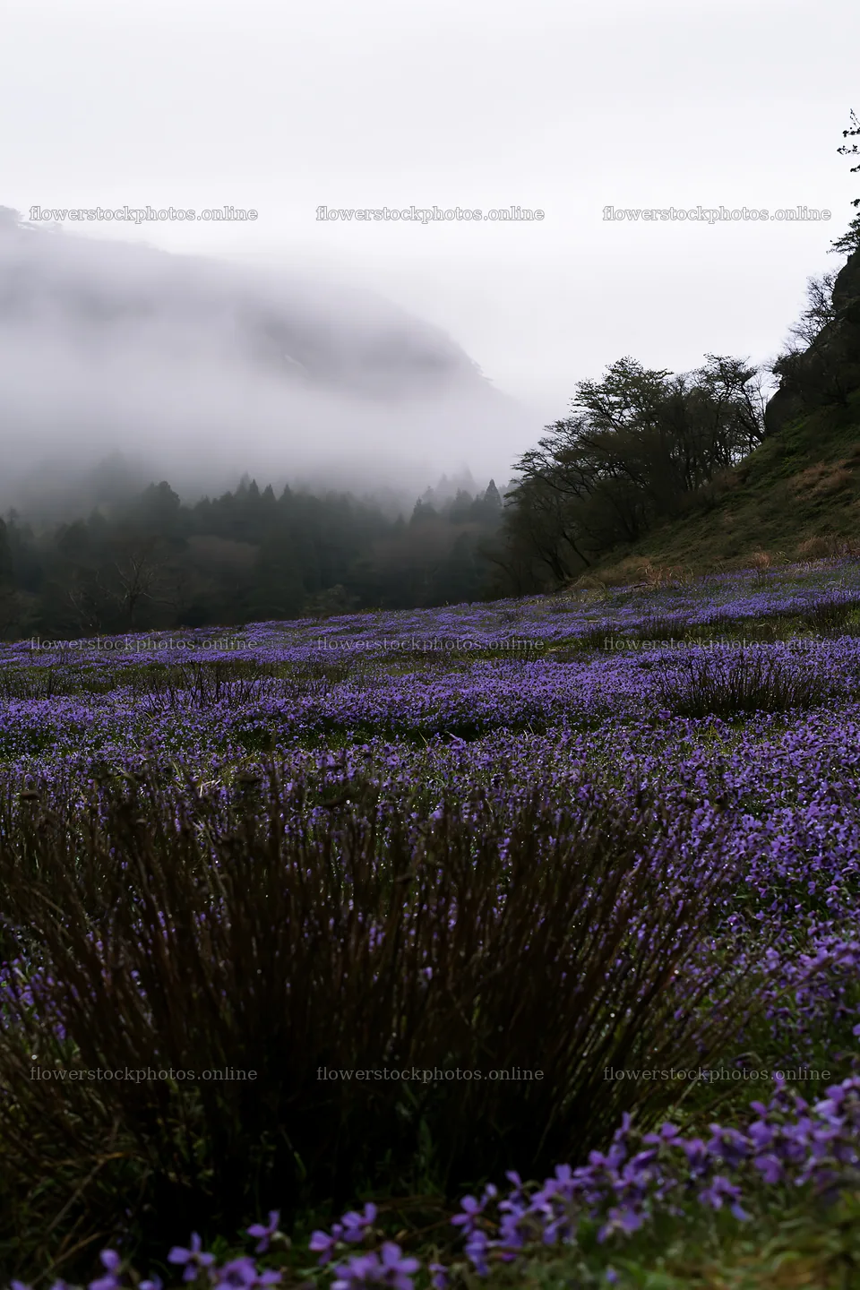 Shizuoka meadow with flowers after seasonal rain – flower stock photos 6480x9722