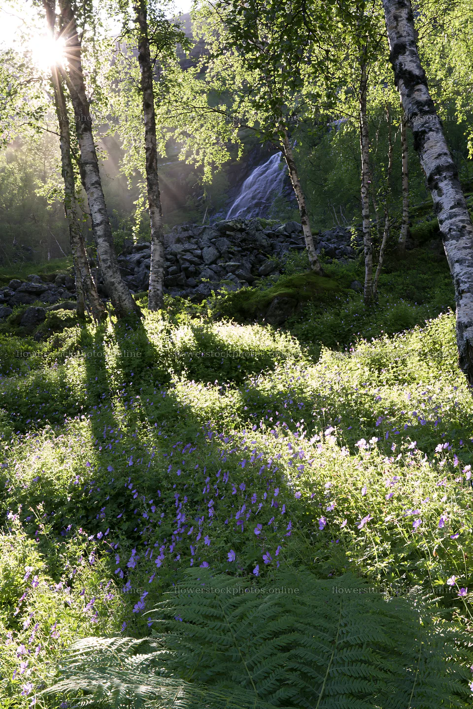 Sunbeams in Jotunheimen valley meadow with flowers and trees – flower stock photos 6480x9722