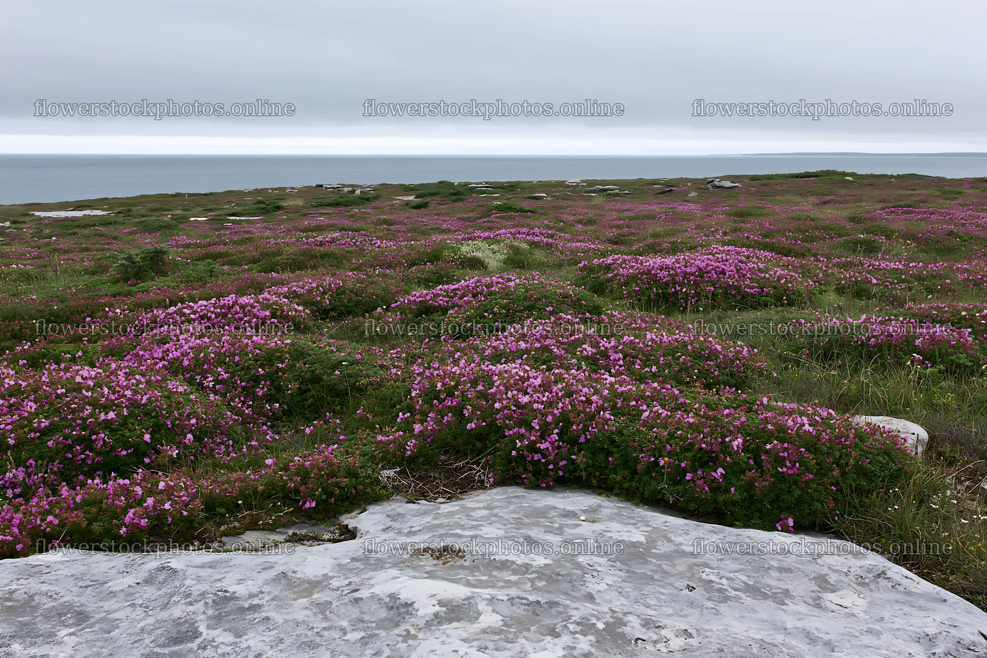Cloudy rockrose meadow by the sea – flower stock photos 9722x6480