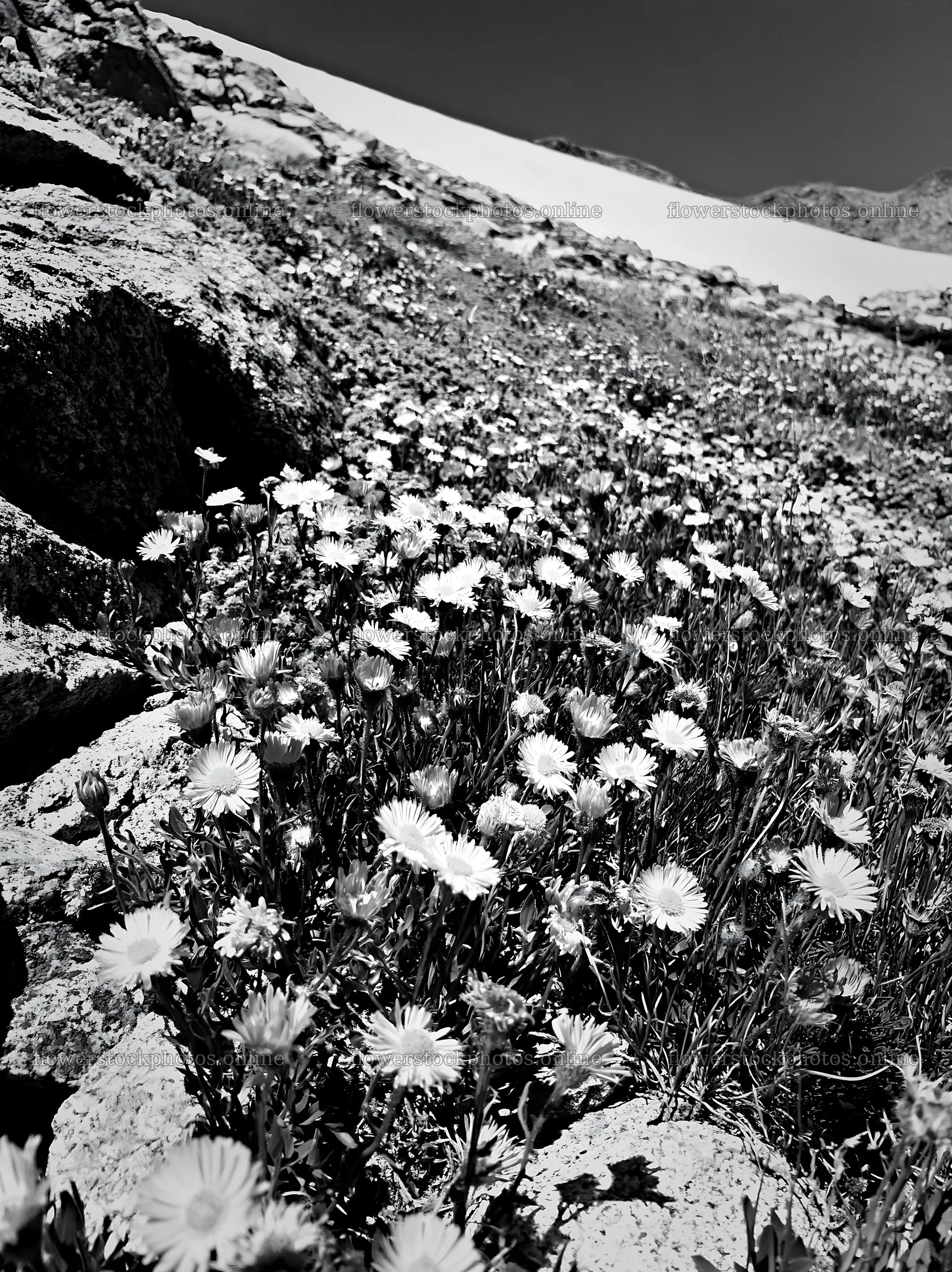 Colorful aster meadow in rocky landscape – flower stock photos 6866x9174
