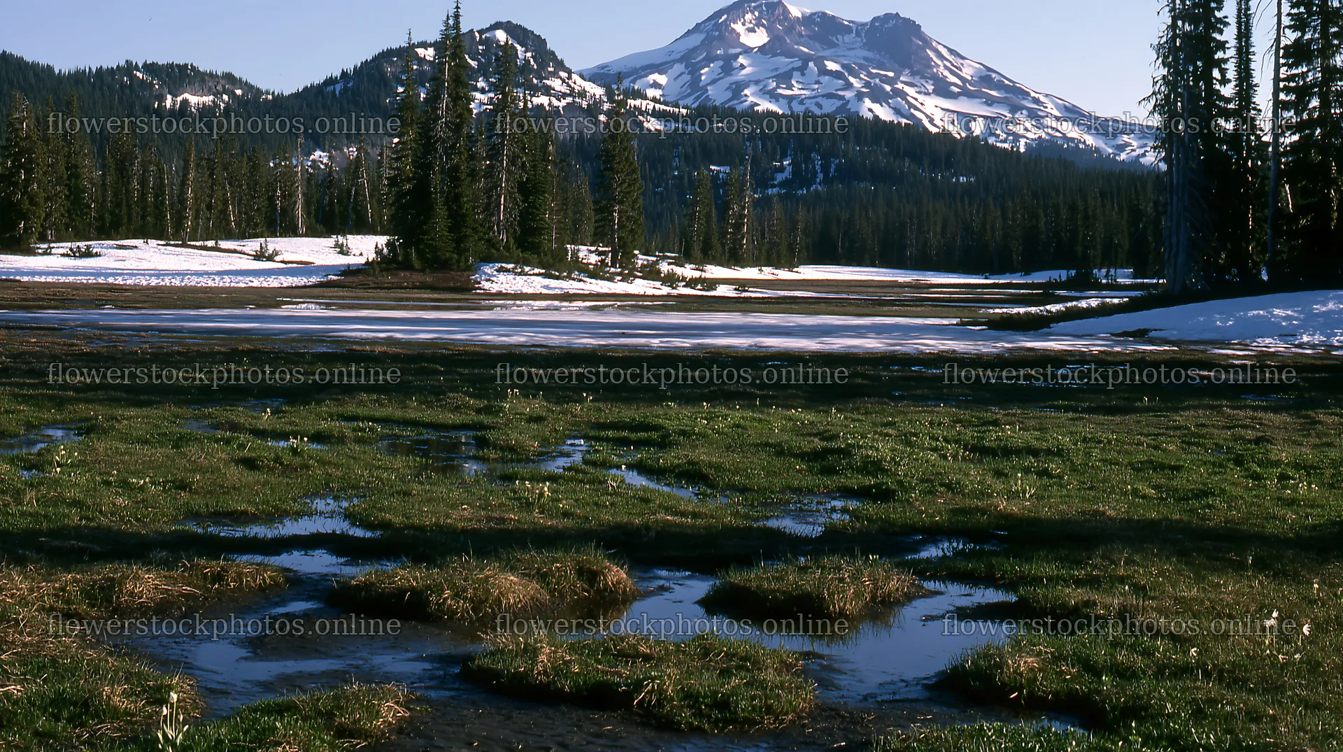Snowmelt meadow with patches of water and distant mountains – flower stock photos 10608x5938