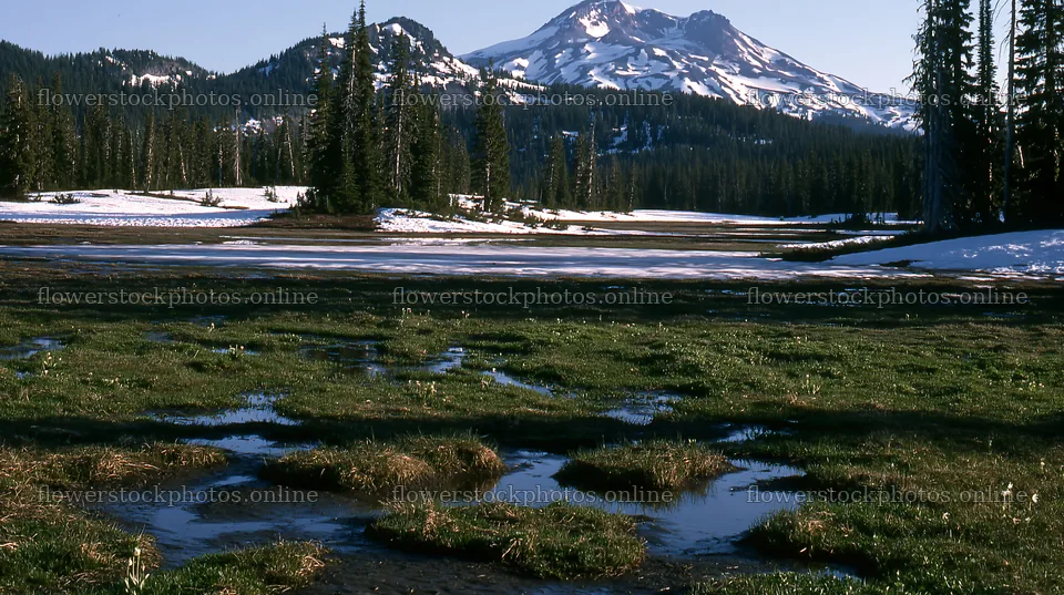 Snowmelt meadow with patches of water and distant mountains – flower stock photos 10608x5938