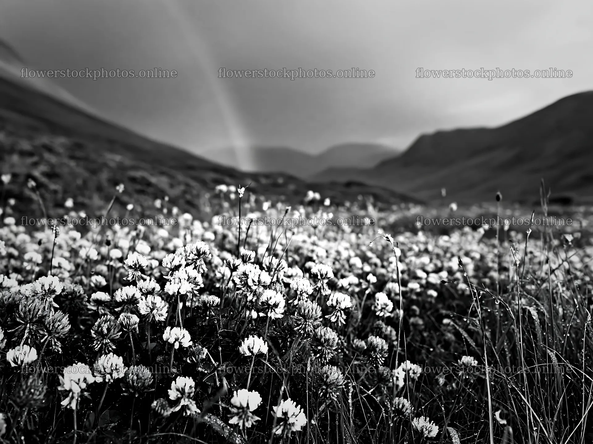 Colorful clover meadow with distant hills and a rainbow – flower stock photos 9174x6866