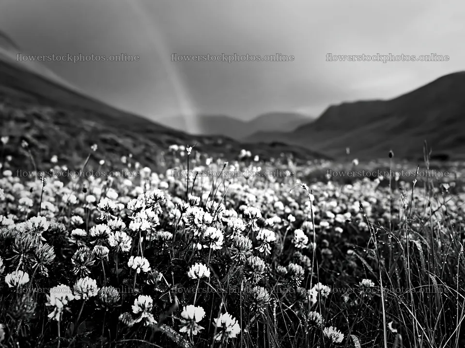 Colorful clover meadow with distant hills and a rainbow – flower stock photos 9174x6866