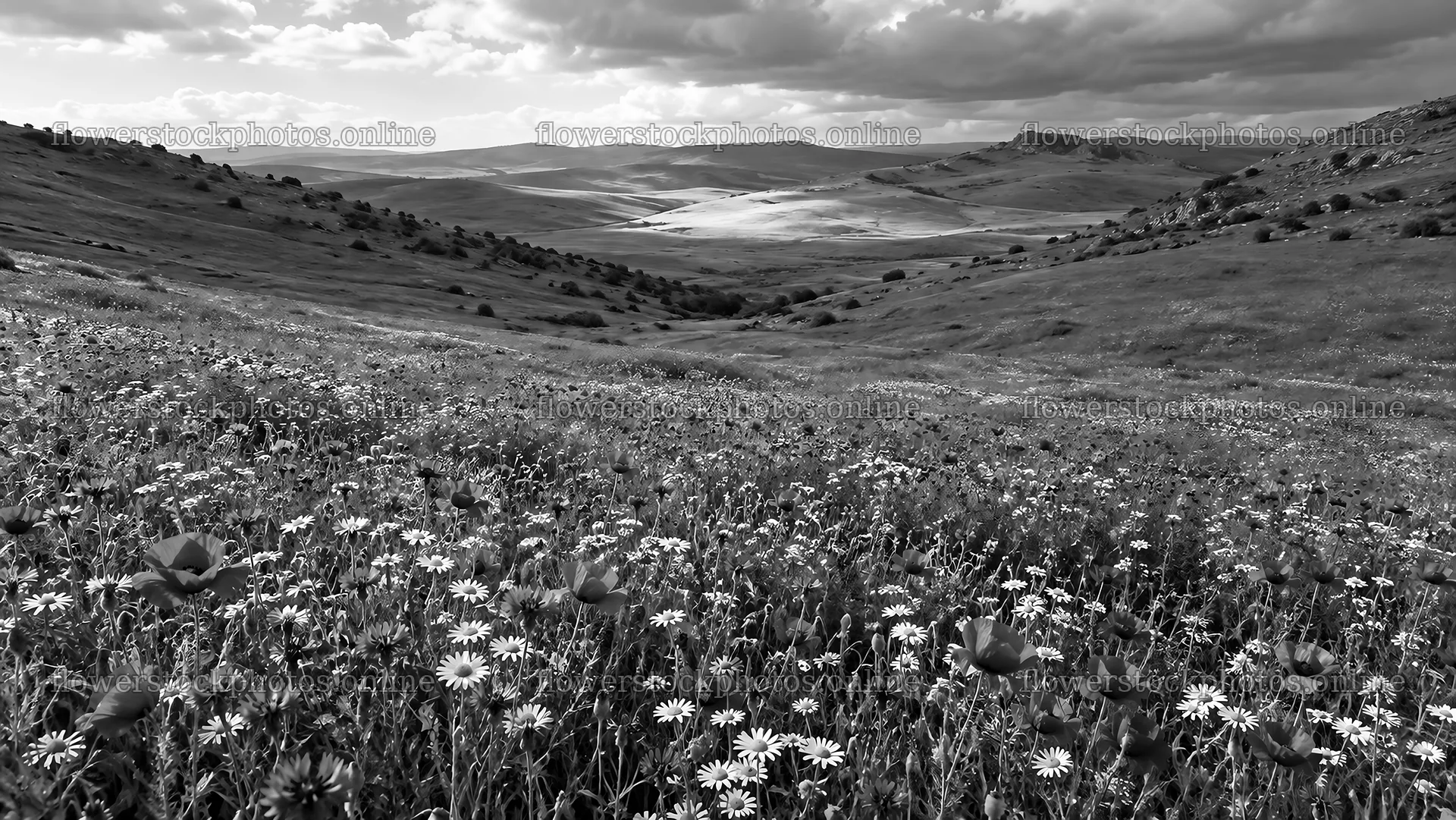 Black and White Hillside Wildflower Meadow – flower stock photos 10324x5812