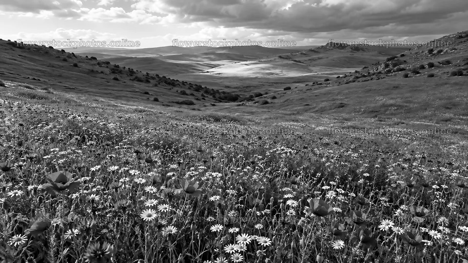 Black and White Hillside Wildflower Meadow – flower stock photos 10324x5812