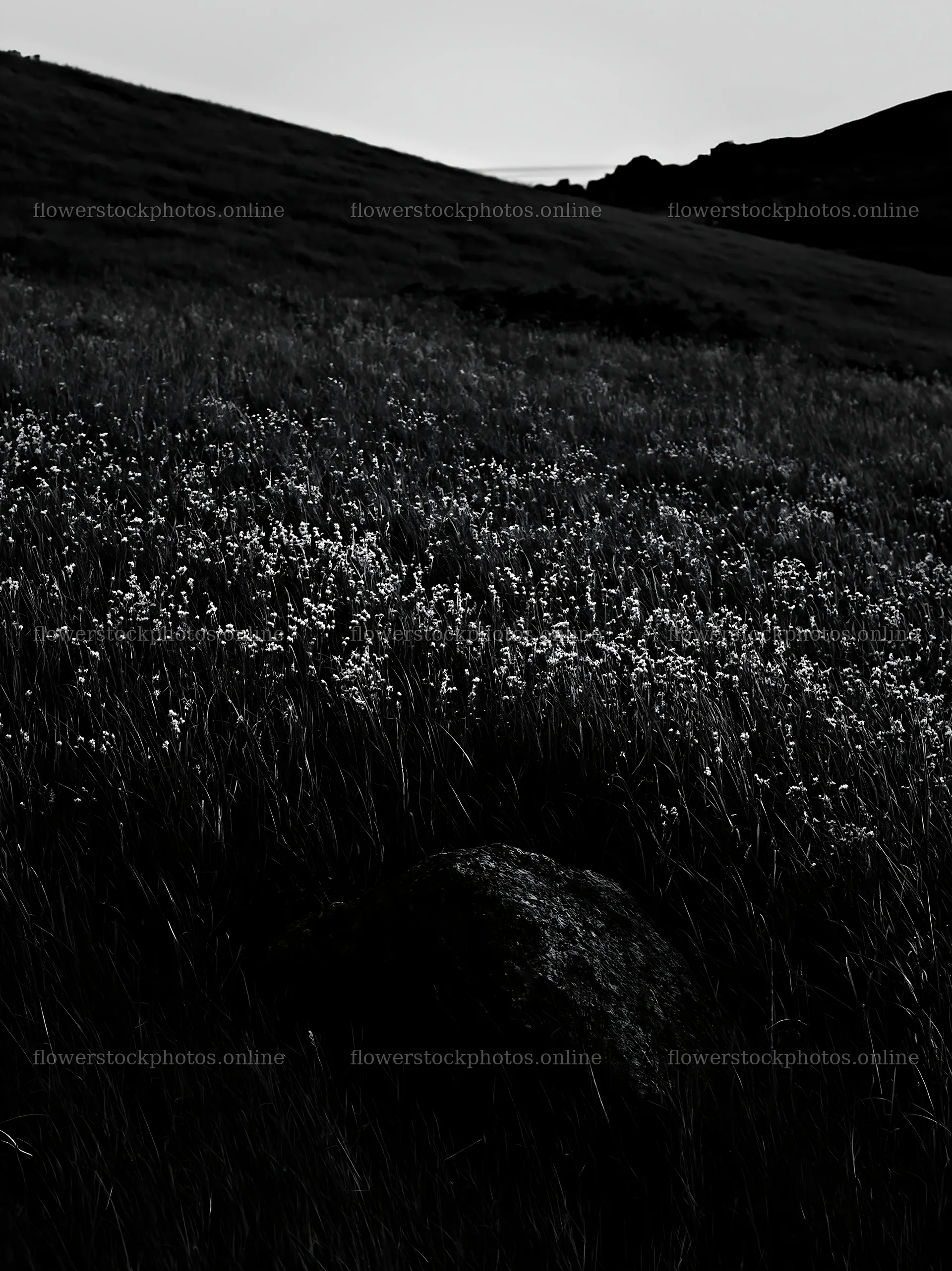 Aomori climate resilient meadow with boulder – flower stock photos 6866x9174