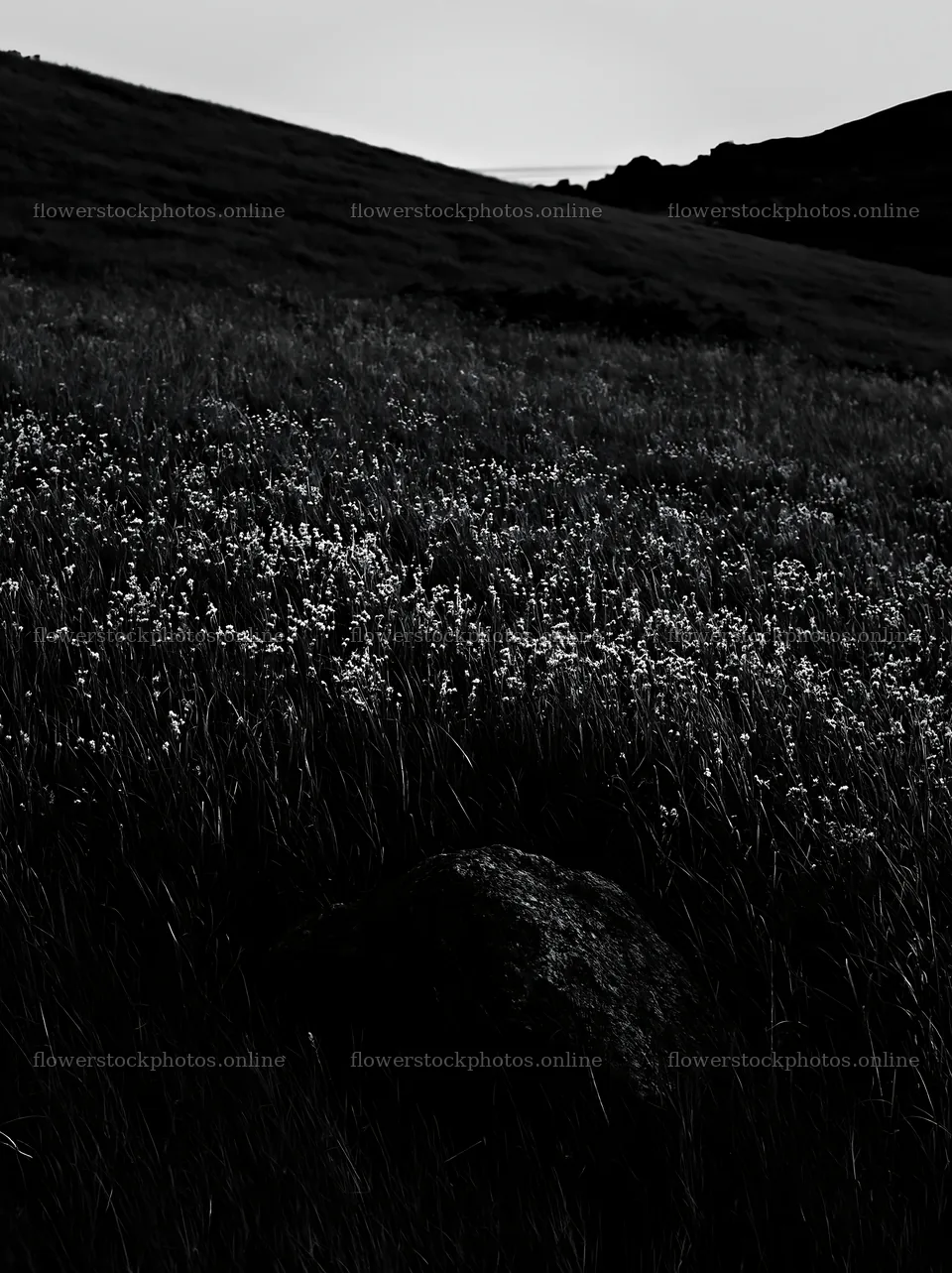 Aomori climate resilient meadow with boulder – flower stock photos 6866x9174