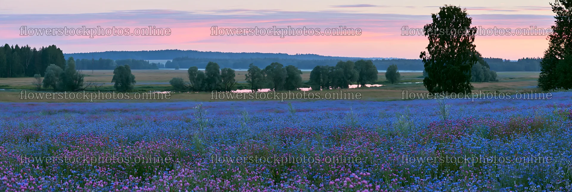 Clover cornflower meadow at sunset near a river – flower stock photos 13690x4602