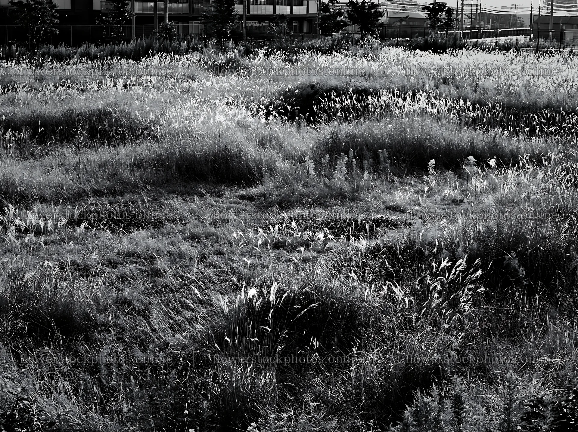 Tokyo urban biodiversity meadow with seedheads in black and white – flower stock photos 9174x6866