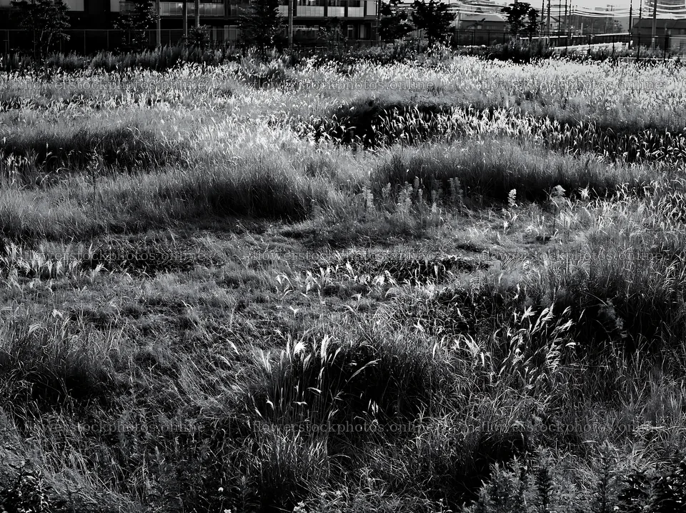 Tokyo urban biodiversity meadow with seedheads in black and white – flower stock photos 9174x6866