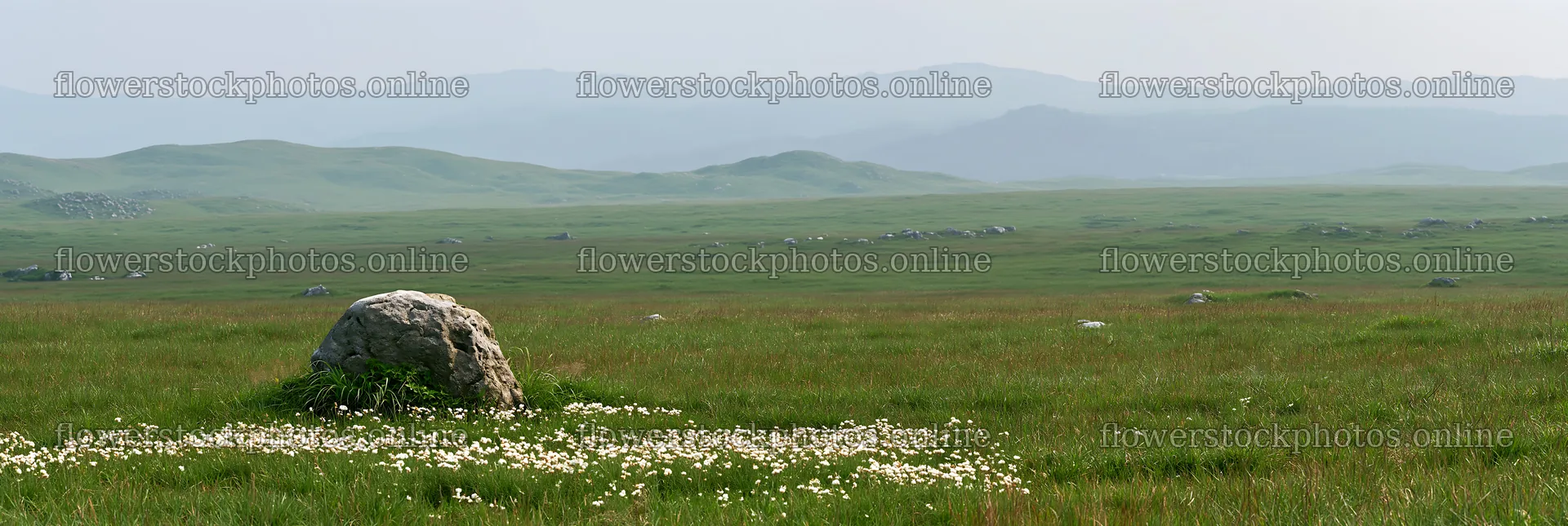 Yamaguchi limestone meadow with pale boulder and white flowers – flower stock photos 13690x4602