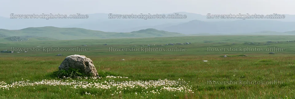 Yamaguchi limestone meadow with pale boulder and white flowers – flower stock photos 13690x4602