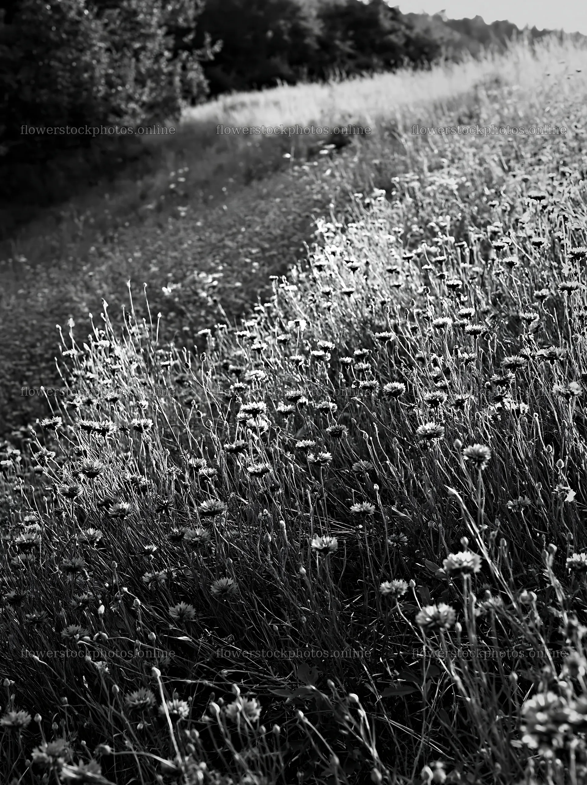 Cornflower meadow with black and white tones in natural light – flower stock photos 6866x9174