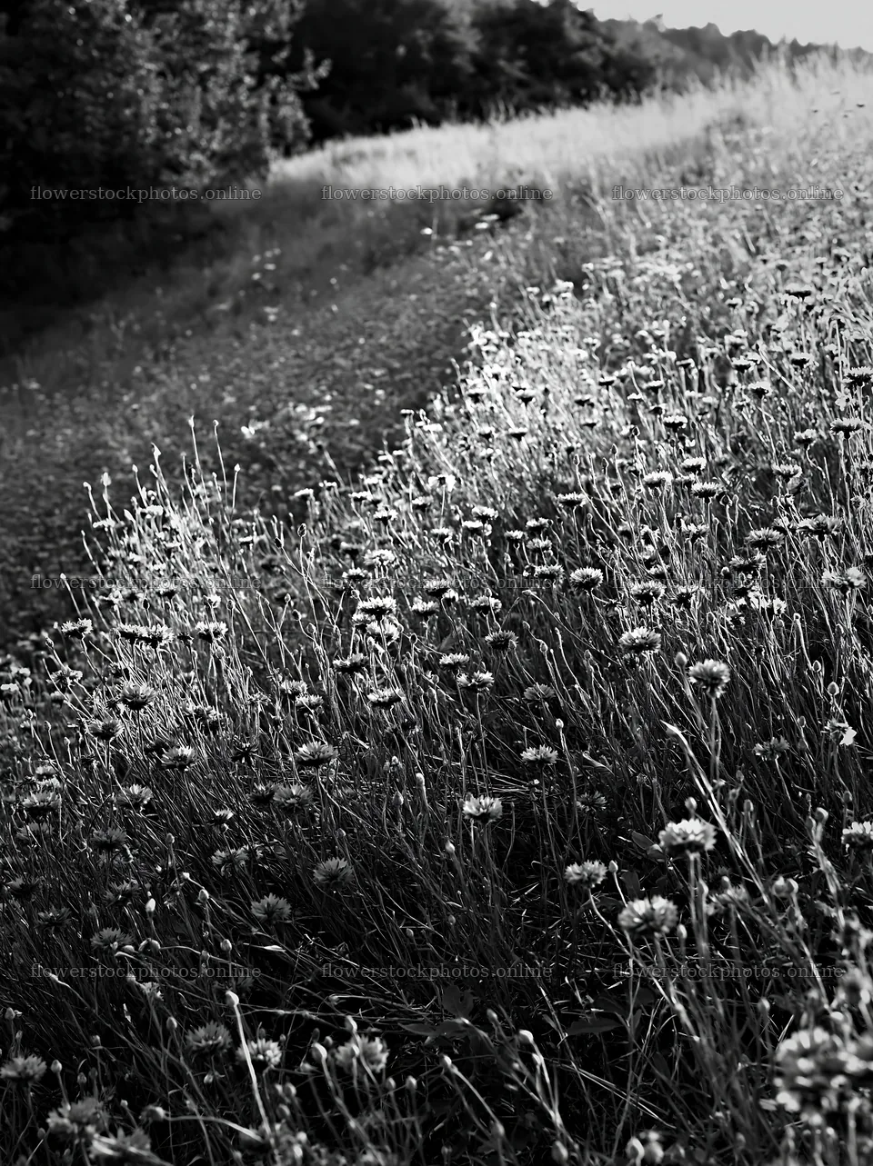 Cornflower meadow with black and white tones in natural light – flower stock photos 6866x9174