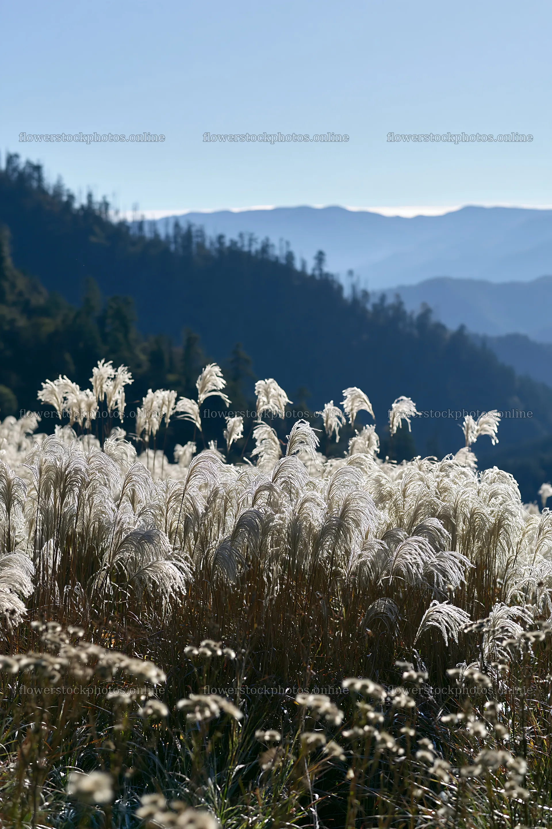 Green meadow with tall grasses against mountain backdrop – flower stock photos 6480x9722