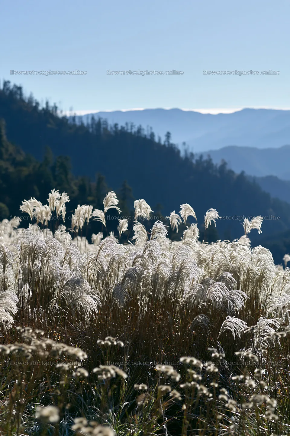 Green meadow with tall grasses against mountain backdrop – flower stock photos 6480x9722