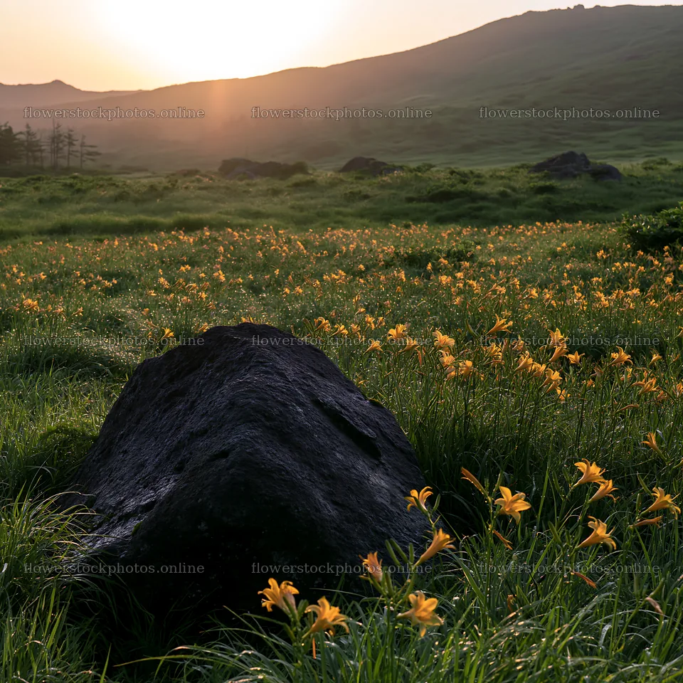 Aomori climate resilient meadow with boulder and flowers – flower stock photos 7938x7938