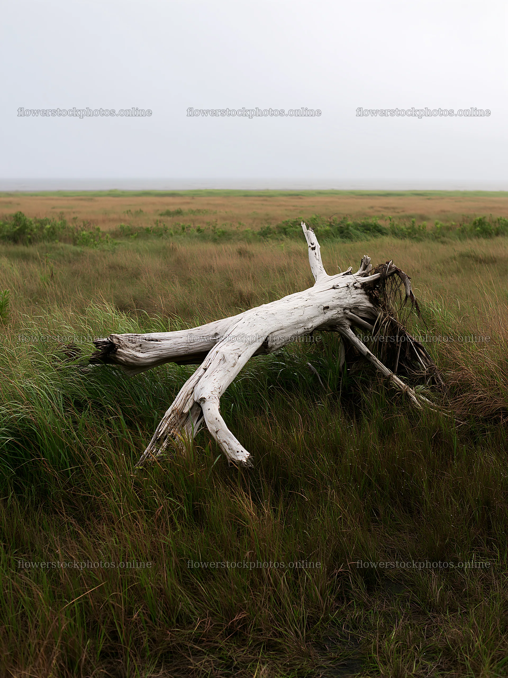 Ishikawa coastal meadow storm washed driftwood on grassy land – flower stock photos 6866x9174