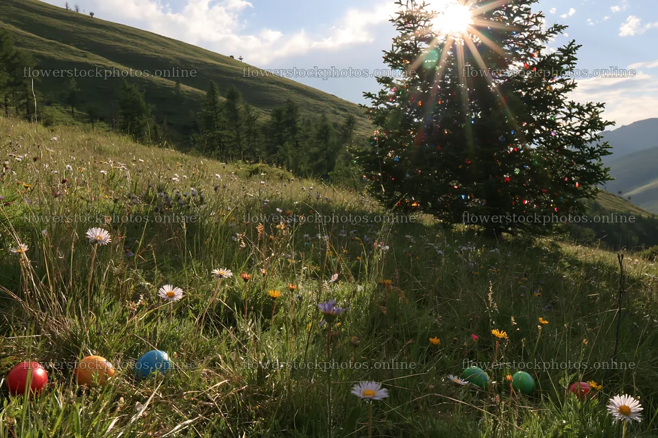 Christmas tree in meadow with sunlight rays and flowers – flower stock photos 9722x6480