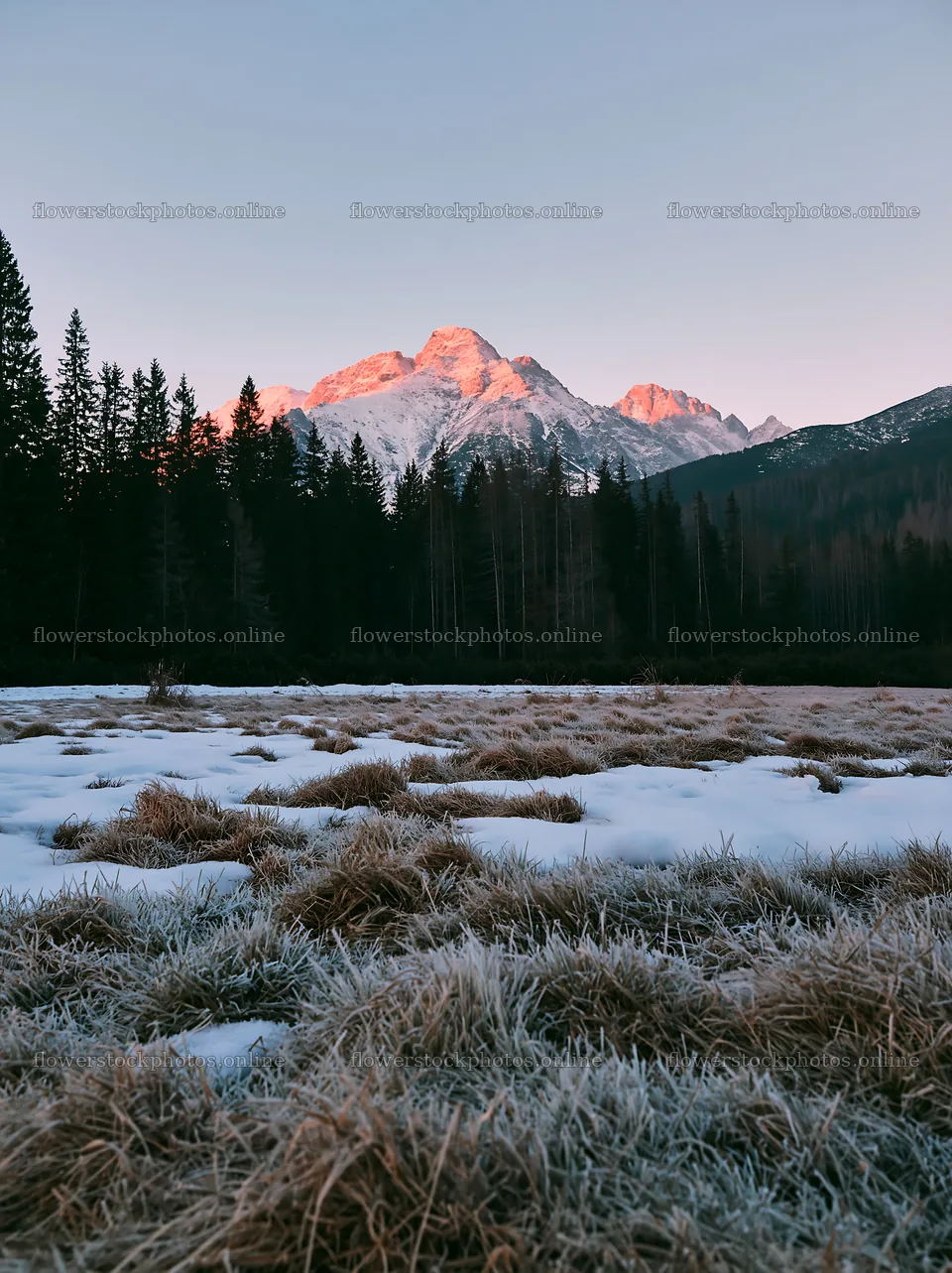 Tatra Mountains meadow at spring snowmelt in morning light – flower stock photos 6866x9174