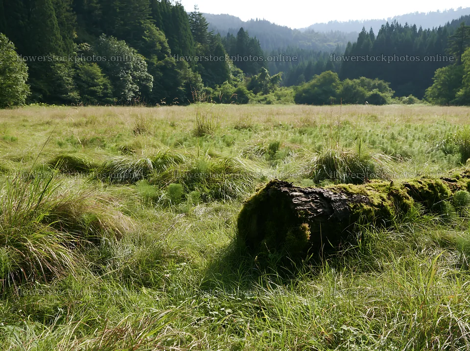 Gifu low carbon meadow mossy log in natural setting – flower stock photos 9174x6866